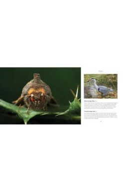 My Wood By Stephen Dalton -Home Furnishings Shop CA40301BOOK 3