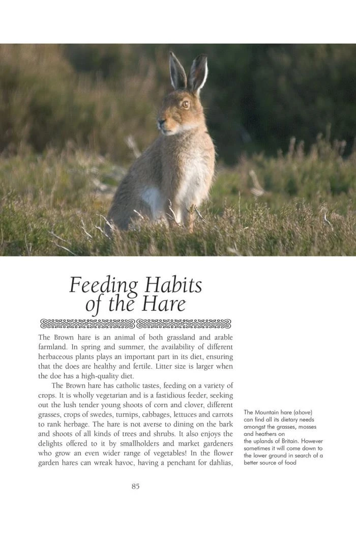 The Hare By Jill Mason 2 The Hare By Jill Mason - Image 2