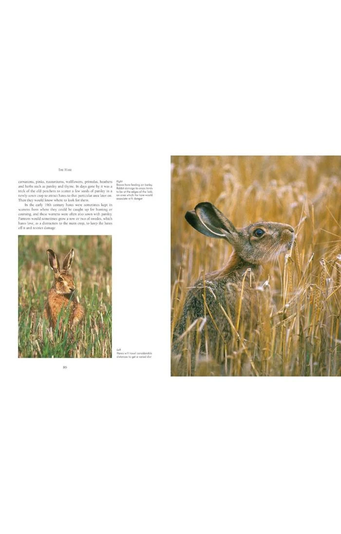 The Hare By Jill Mason 3 The Hare By Jill Mason - Image 3