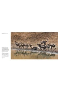 Africa's Wild Dogs By Jocelin Kagan -Home Furnishings Shop CK00301BOOK 3