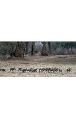 Africa's Wild Dogs By Jocelin Kagan -Home Furnishings Shop CK00301BOOK 4