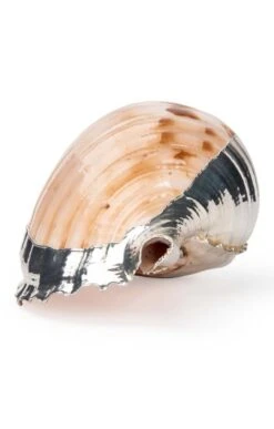 Silver Plated Seashells -Home Furnishings Shop CY15050CHARONIATRITONIS 3