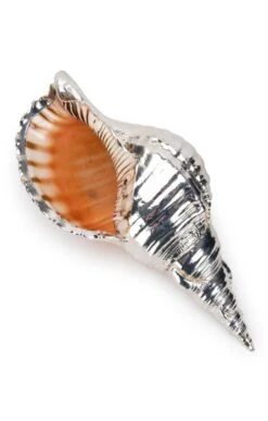 Silver Plated Seashells -Home Furnishings Shop CY15050CHARONIATRITONIS 5