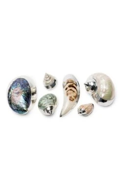 Silver Plated Seashells -Home Furnishings Shop CY15050HALIOTISPAUA 1