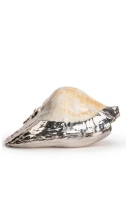 Silver Plated Seashells -Home Furnishings Shop CY15050STROMBUSLATISSIMUS 2