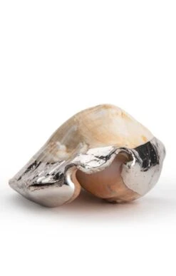 Silver Plated Seashells -Home Furnishings Shop CY15050STROMBUSLATISSIMUS 3
