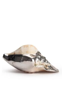 Silver Plated Seashells -Home Furnishings Shop CY15050STROMBUSLATISSIMUS 4