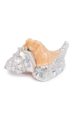 Silver Plated Cymatium Rodein Seashell