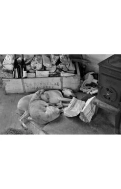 Glyn Satterley Mounted Print